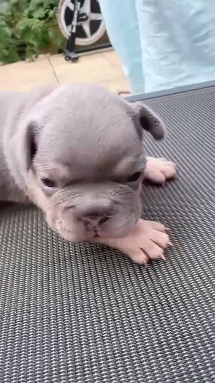 French Bulldog dogs for sale: Gorgeous French Bulldog Puppies - Ready Now⁠ - Video 3