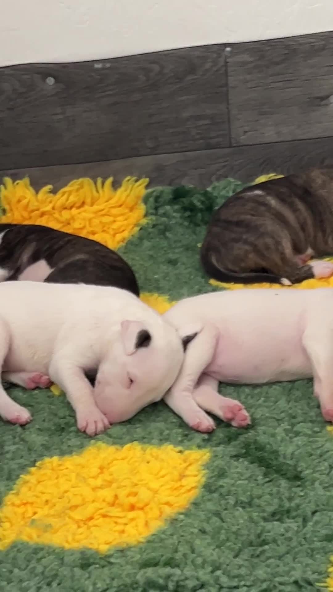 English Bull Terrier dogs for sale: Janineabullz bull terriers beautiful litter  - Video 4