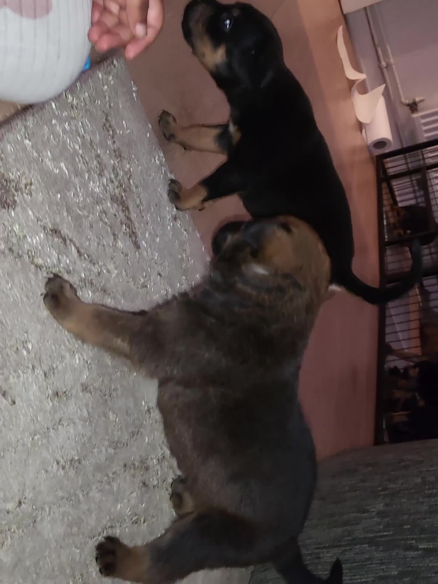 Mixed Breed dogs for sale: Beautiful Ridgeback Staffy x Rottweiler Puppies - Video 2