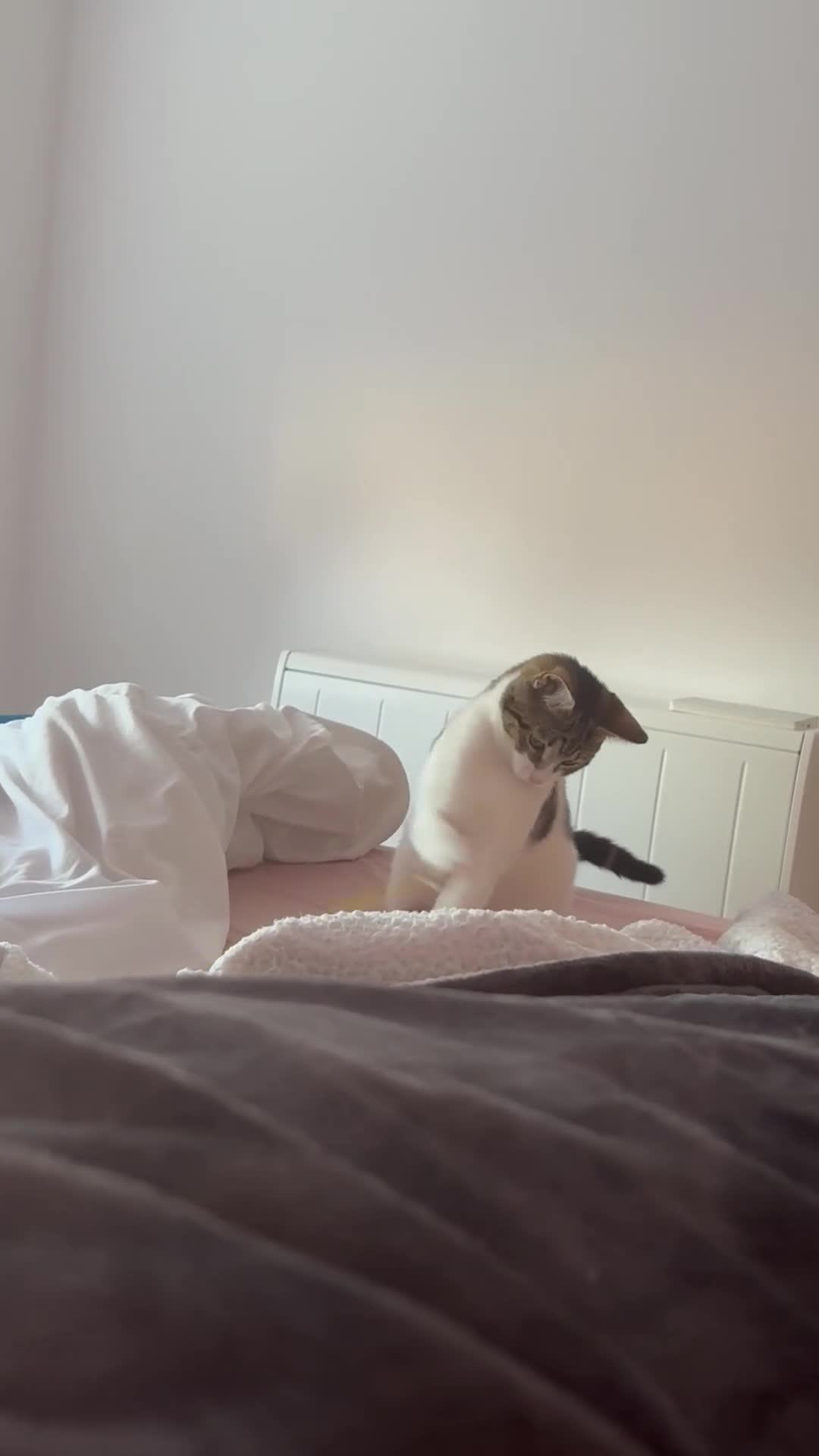 Mixed Breed cats for sale: Sushi - female (7 months) - Video 2