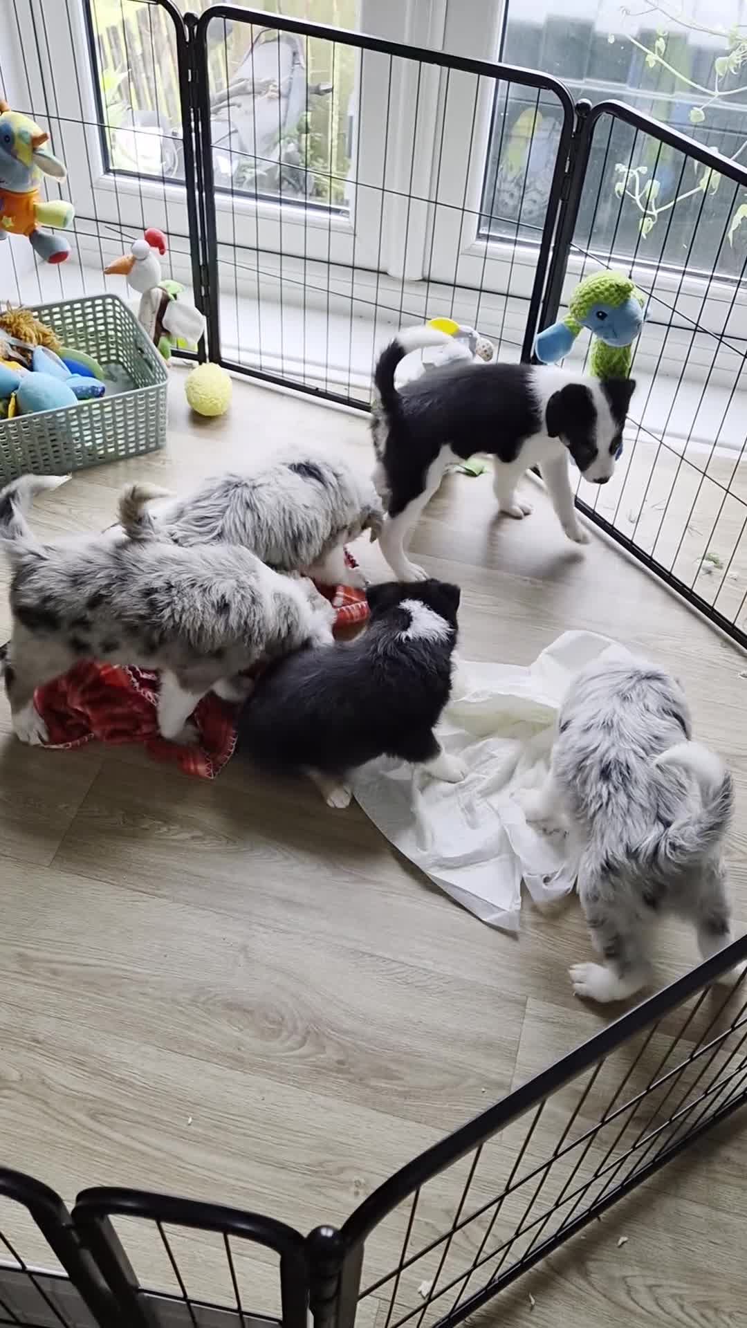 Mixed Breed dogs for sale: Beardie border x blue merle and tri coloured - Video 1