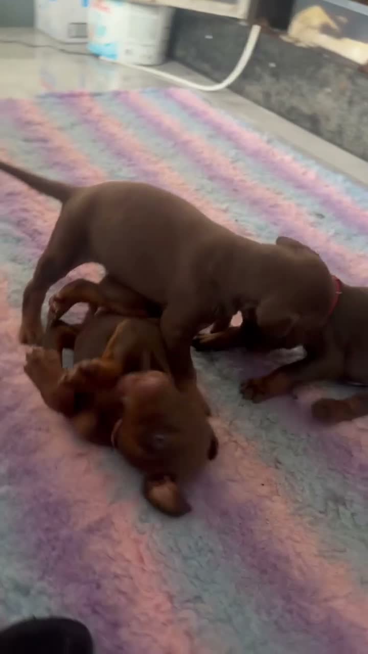 Dobermann dogs for sale: 12 stunning Doberman puppies - Video 2