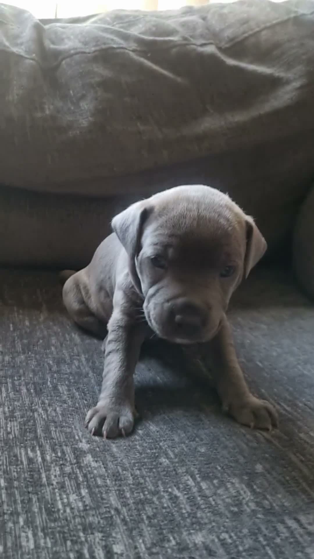 Staffordshire Bull Terrier dogs for sale: Stunning staffy girls - Video 1