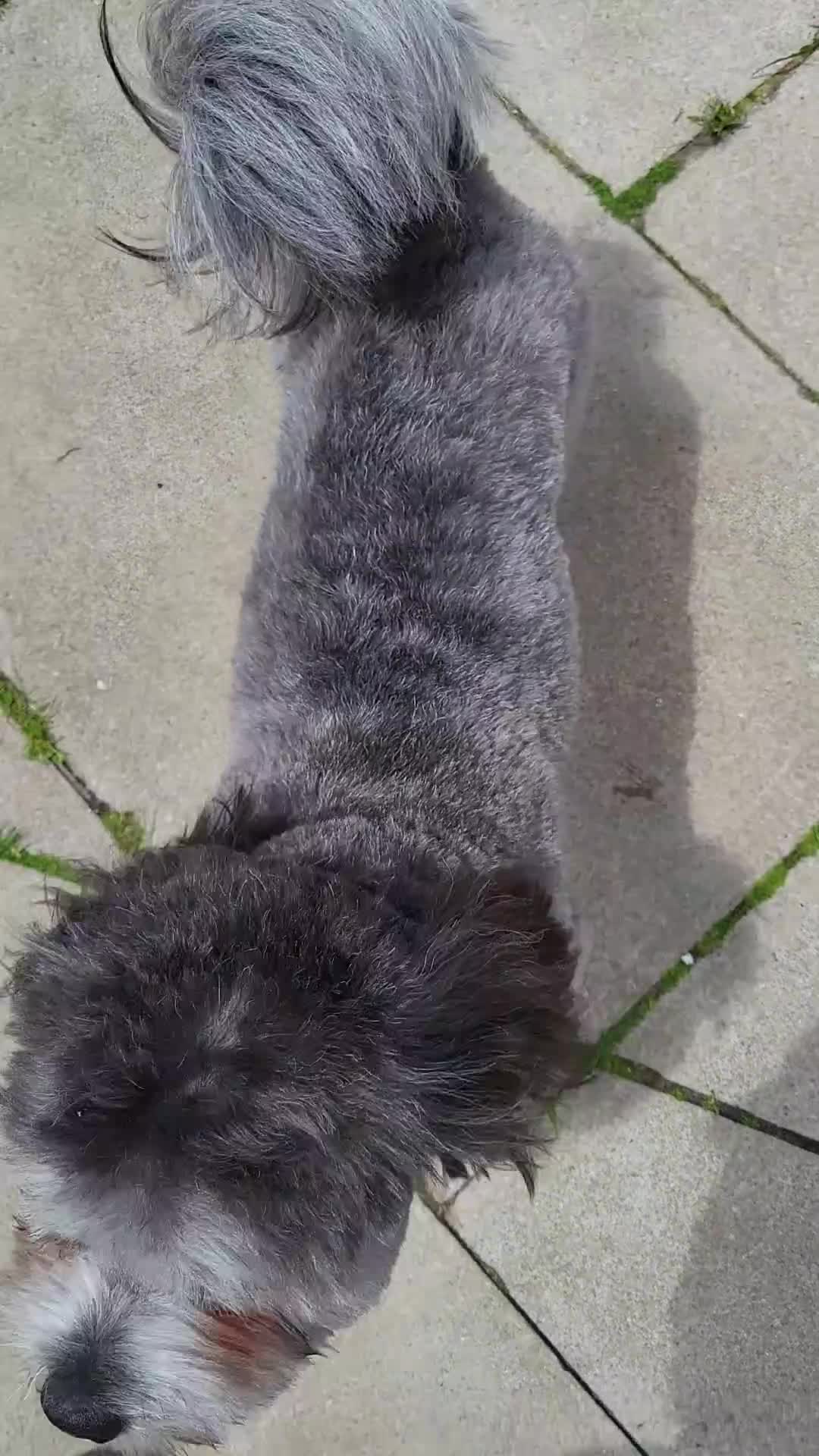 Mixed Breed dogs for sale: La Chon - Video 1