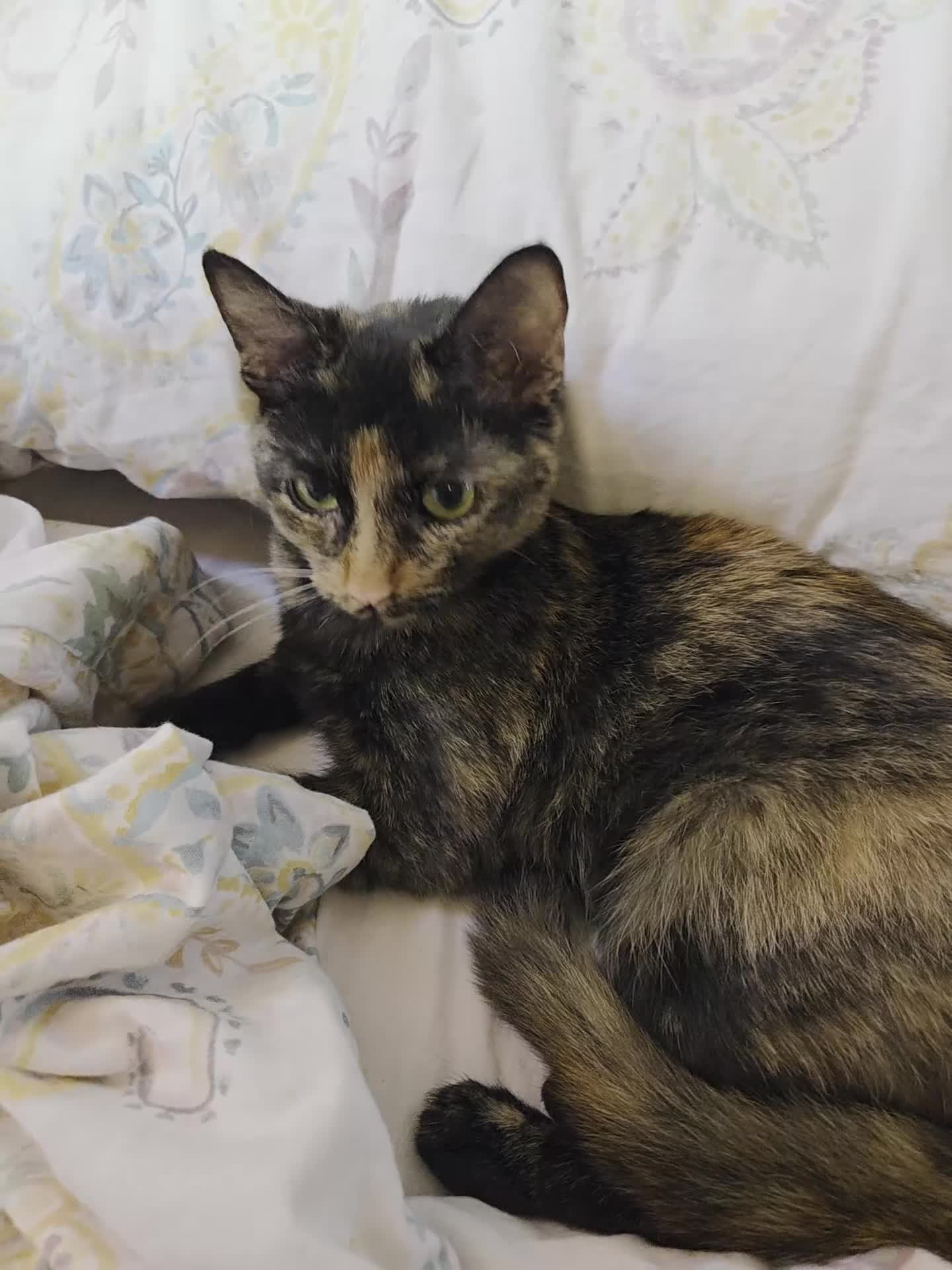 Mixed Breed cats for sale: Honey - Video 1