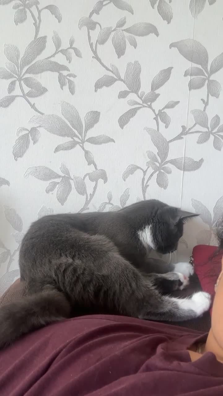 Mixed Breed cats for sale: Kitten needs to be rehomed  - Video 1