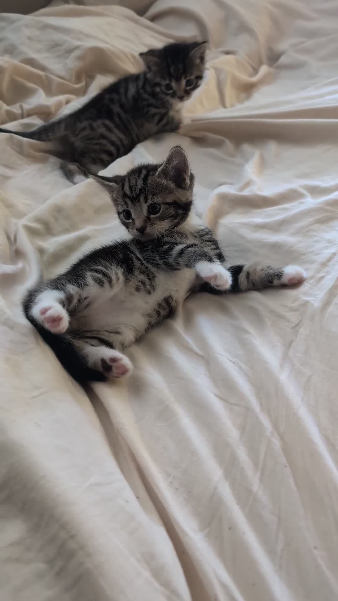 Mixed Breed cats for sale: X2 Tabby boy kittens  - Video 1
