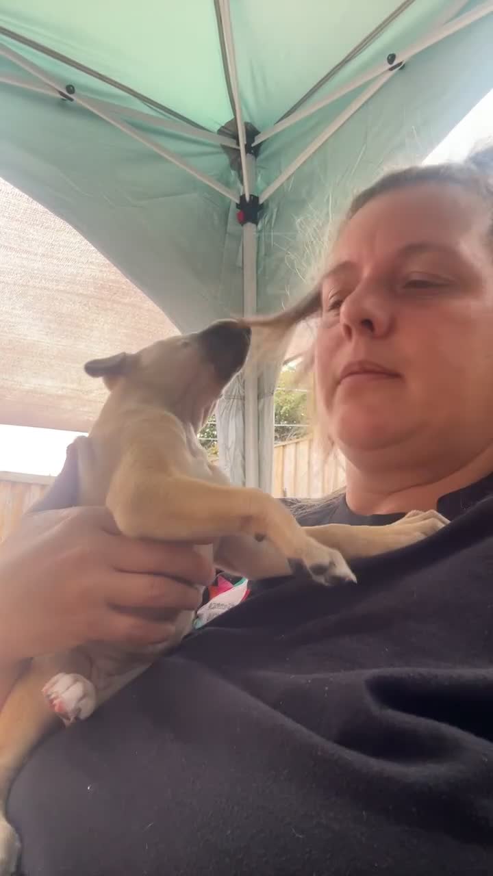 Whippet dogs for sale: 3 Whippets available from 10/09/25 - Video 5