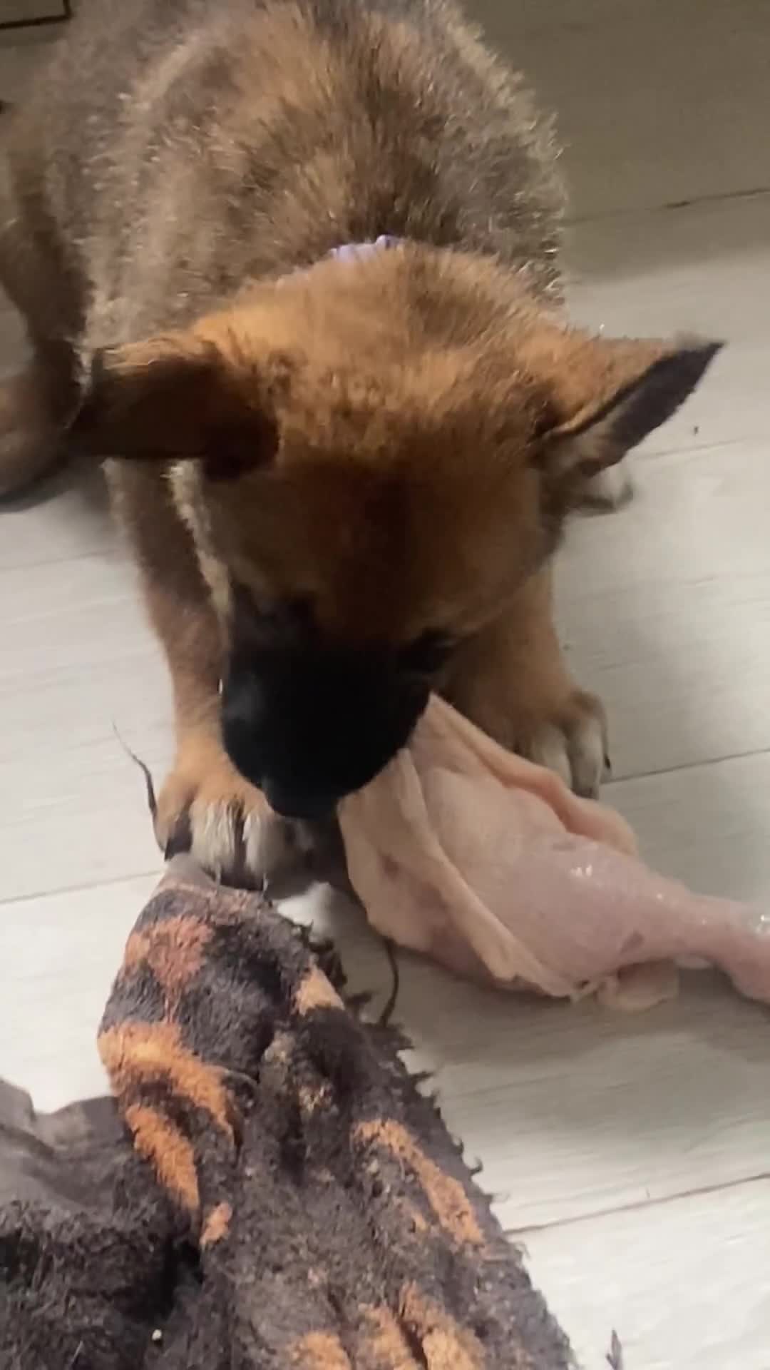 Mixed Breed dogs for sale: belgian malinois: czech german shepherd  - Video 1