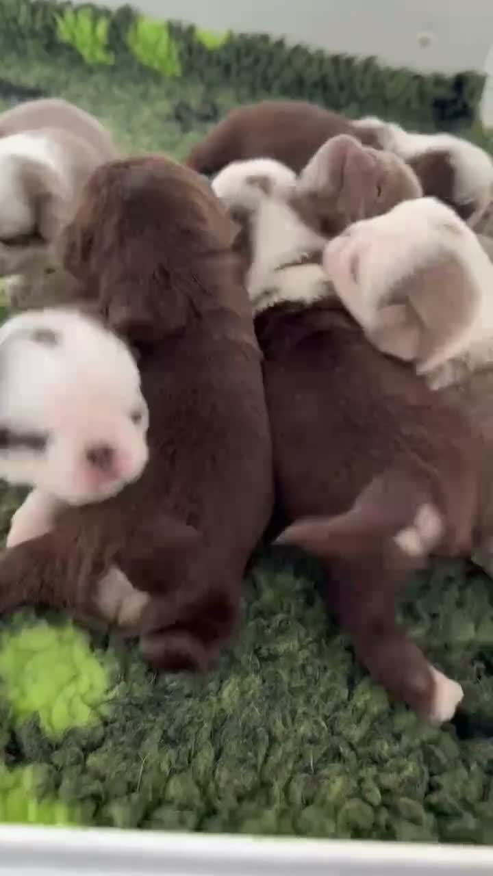 Pug dogs for sale: Kc lilac and chocolate pugs 5 star licensed  - Video 5