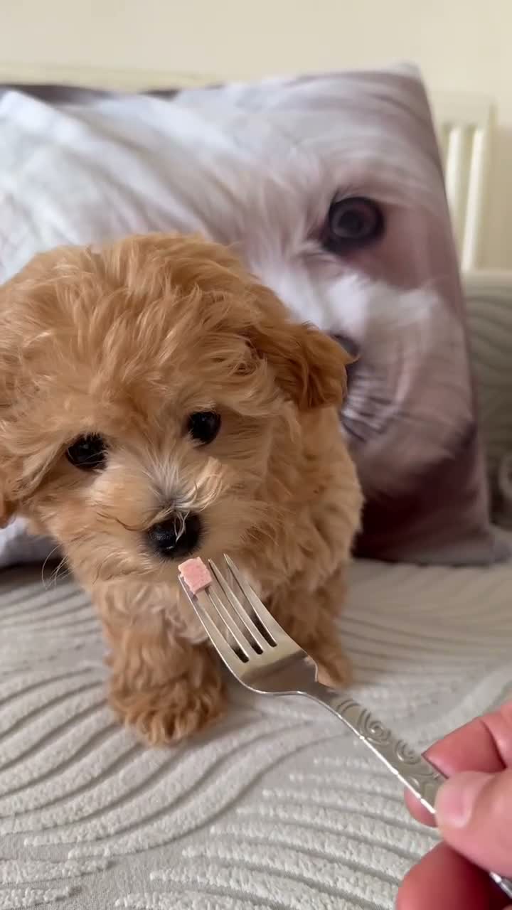 Maltipoo dogs for sale: Asian Maltipo Puppies XS Teddy Bear Faces Expected - Video 2