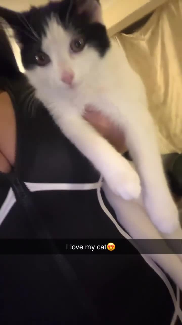 Domestic Shorthair cats for sale: Domestic shorthair 1 Year old female cat🐈🤍  - Video 2