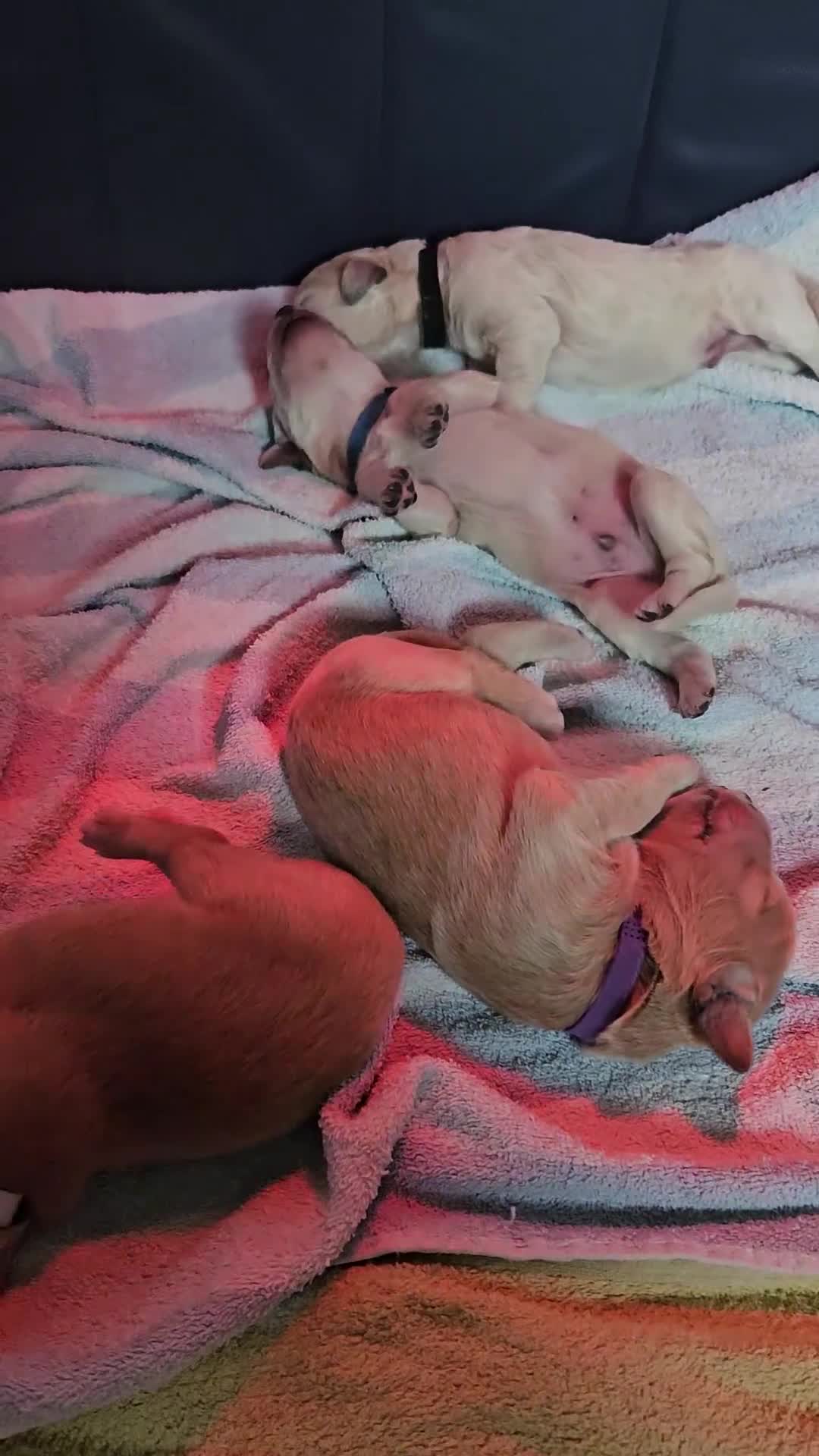 Double Doodle dogs for sale: Double Doodle Puppies (Hypoallergenic) - Video 2