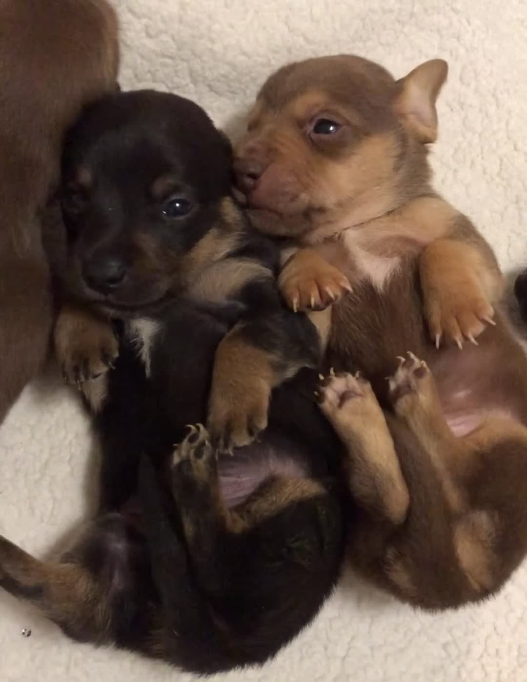 Mixed Breed dogs for sale: Mini Jackshund babies❣️Miniature dachshund x jack  - Video 1