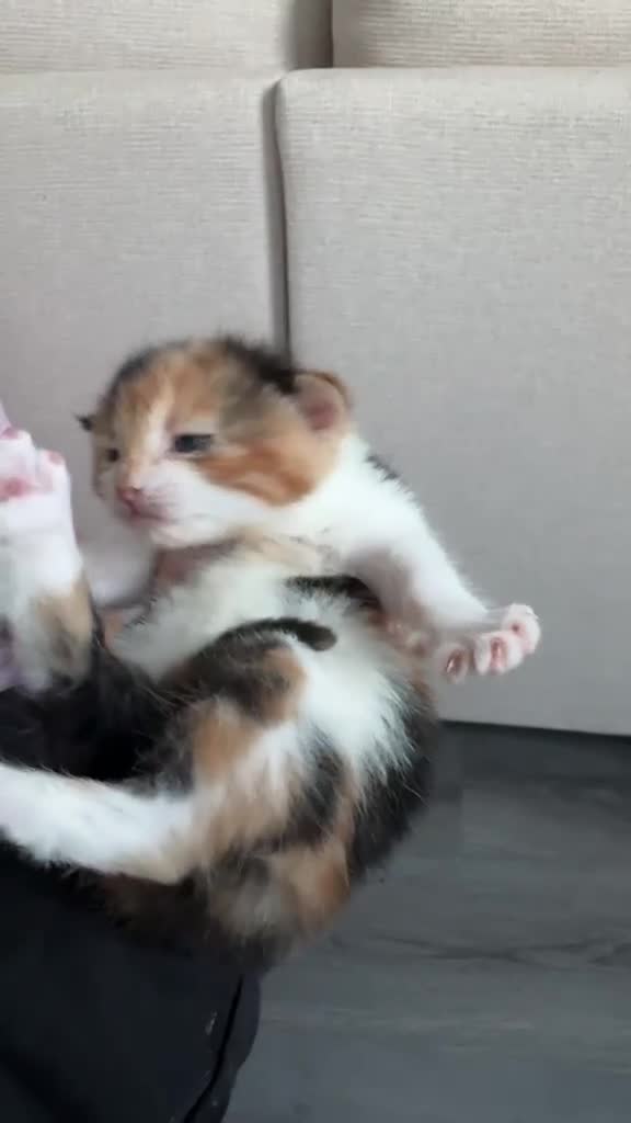 Mixed Breed cats for sale: 3 little kittens  - Video 2