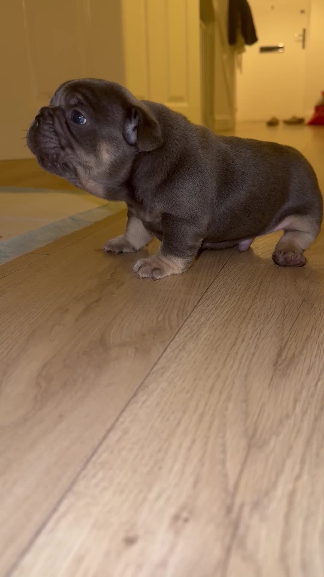French Bulldog dogs for sale: Beautiful KC Registered French Bulldog Boys  - Video 2