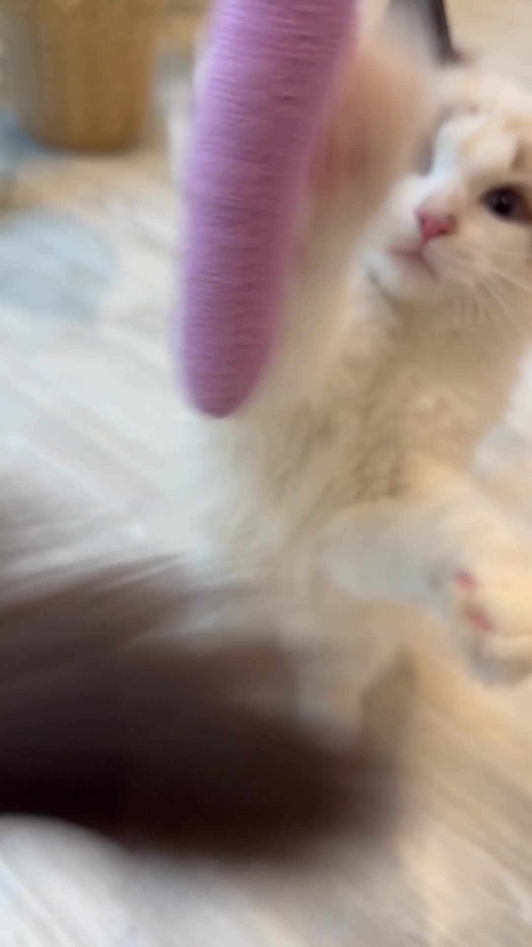 Ragdoll cats for sale: Rare European Chunky ragdolls - Video 5
