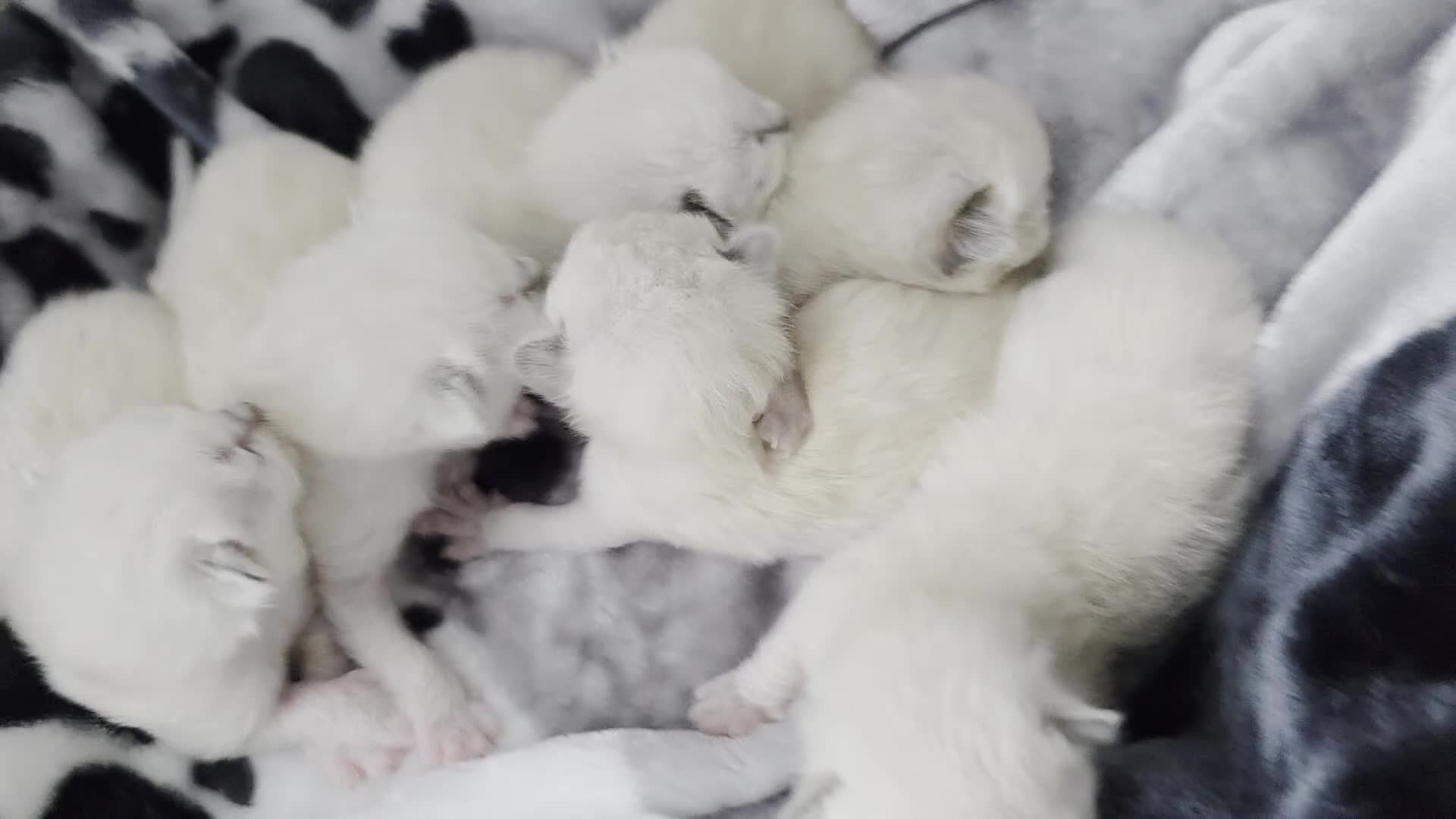 Ragdoll cats for sale:  Ragdoll Kittens♥️Reservation Open! 🐱❣️ - Video 2