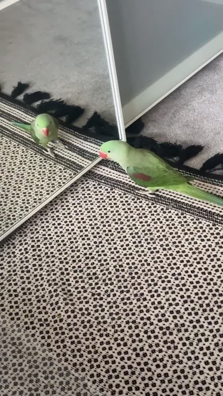 Parrots birds for sale: Alexandrine parrot  - Video 1