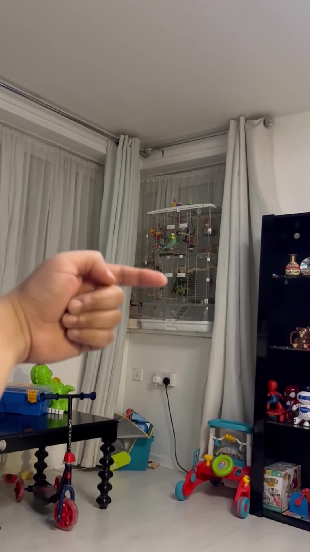 Budgerigars birds for sale: Talking budgie for sale  - Video 1