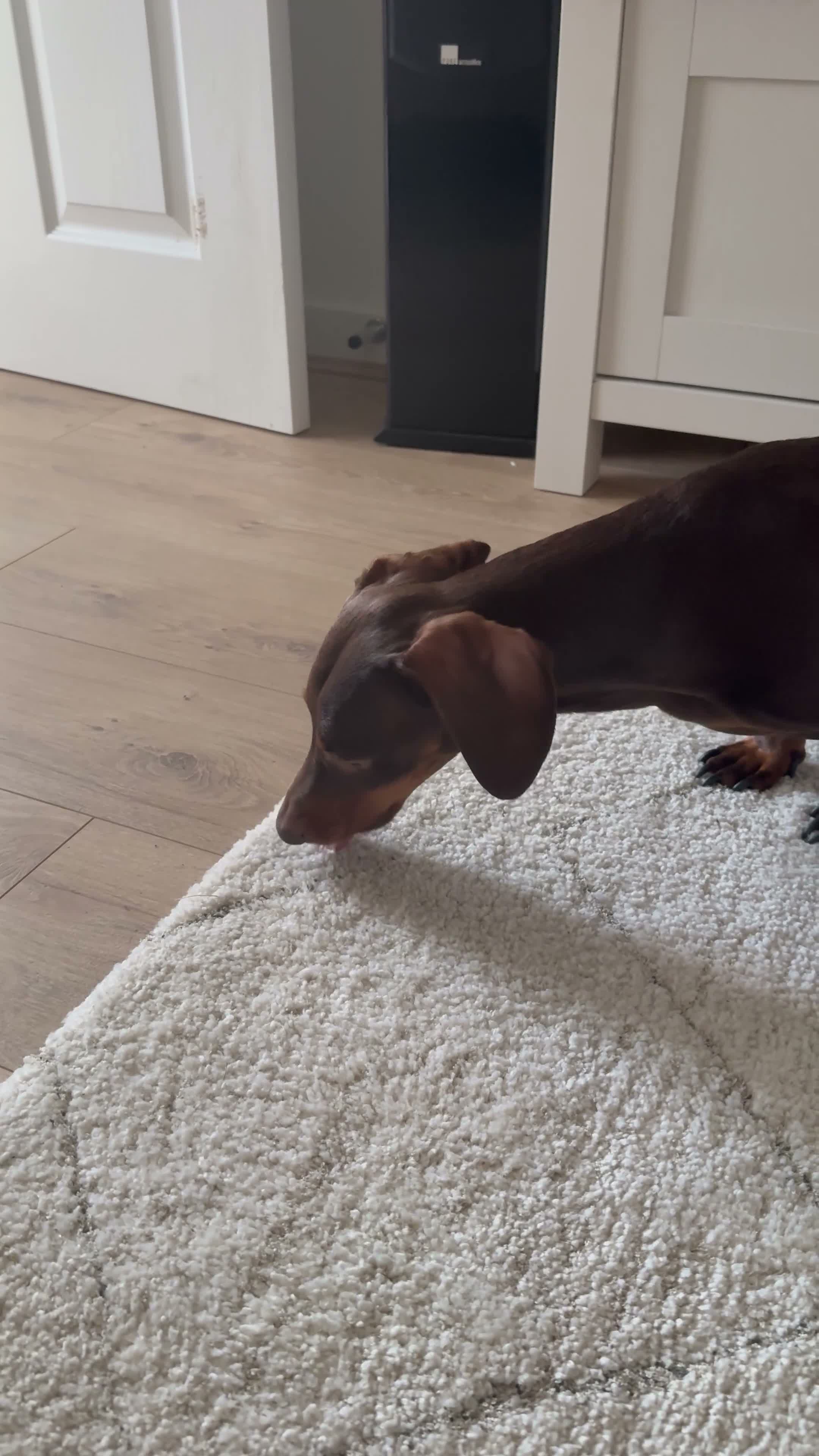 Dachshund dogs for sale: Cookie Dachshund - Video 4