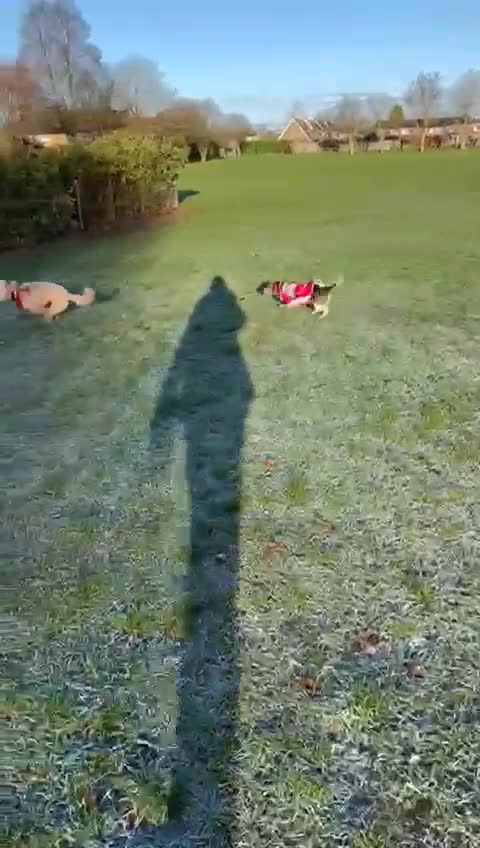 Mixed Breed dogs for adoption: Adorable Mimi Beagle cross 5 months old - Video 1