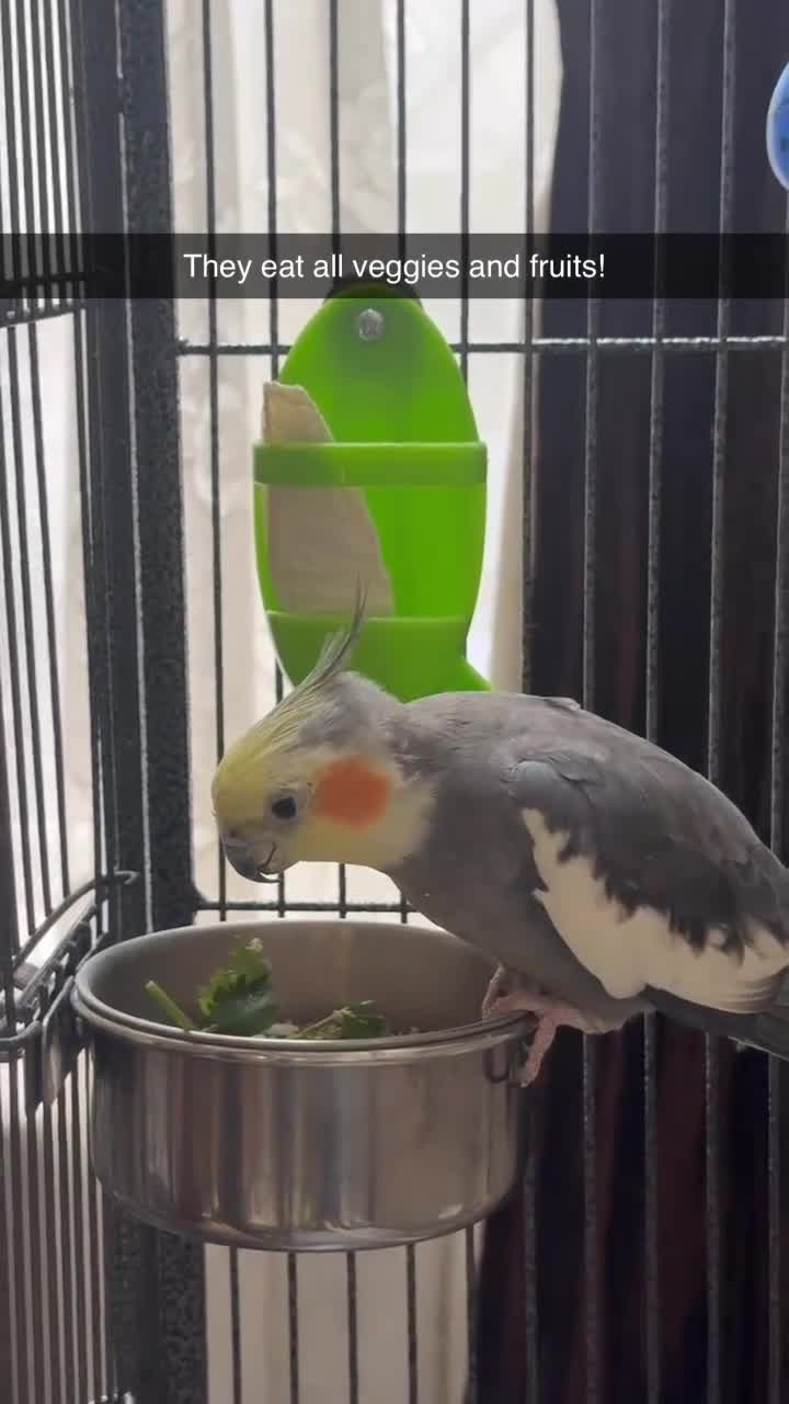 Cockatiels birds for sale: Cockatiel Pair – Beautiful & Well Cared For in Manchester - Video 1