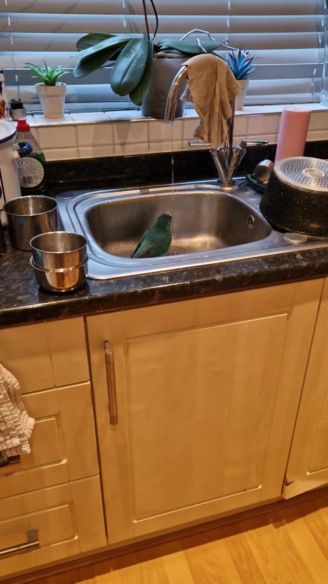 Parakeets birds for sale: Hand reared male talking Kakariki  - Video 2