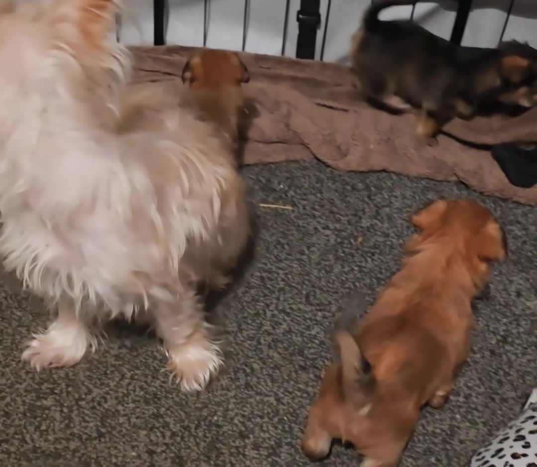 Yorkshire Terrier dogs for sale: Yorkshire Terrier Puppies in Kendal - Video 1