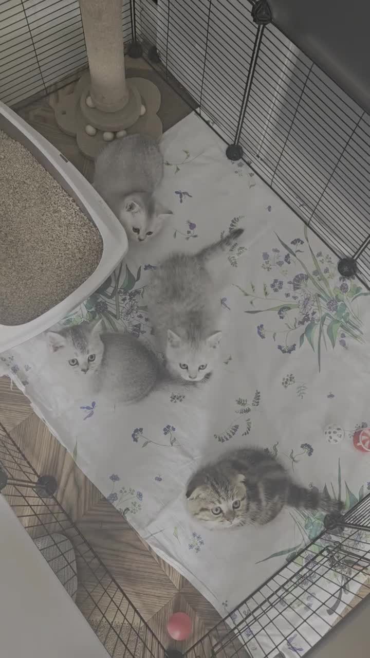 British Shorthair cats for sale:  😘 LAST BOY kittens with rare colouring🥰 - Video 1