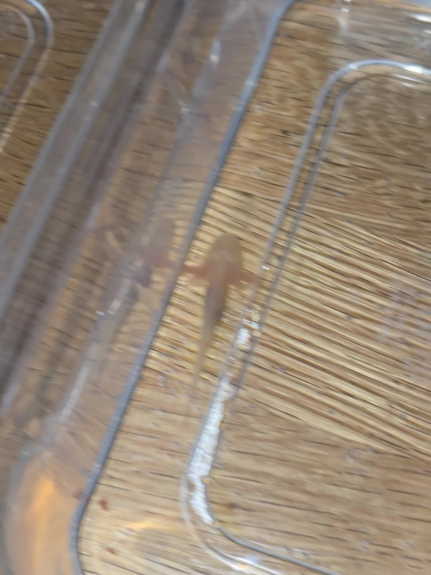 Other/Mixed Breed fish for sale: Baby axolotl  - Video 1