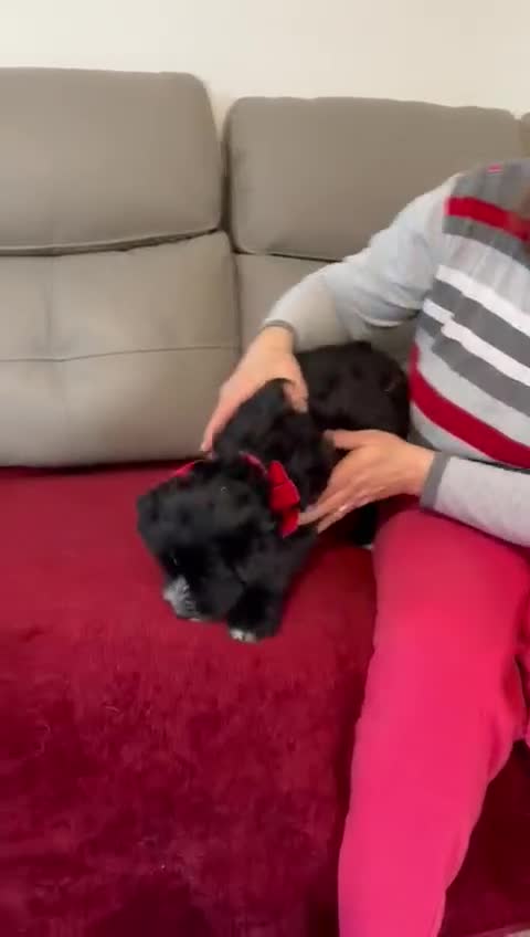 Mixed Breed dogs for adoption: 🐾💙FINLEY, a Small Boy with a Big Personality💙🐾 - Video 3