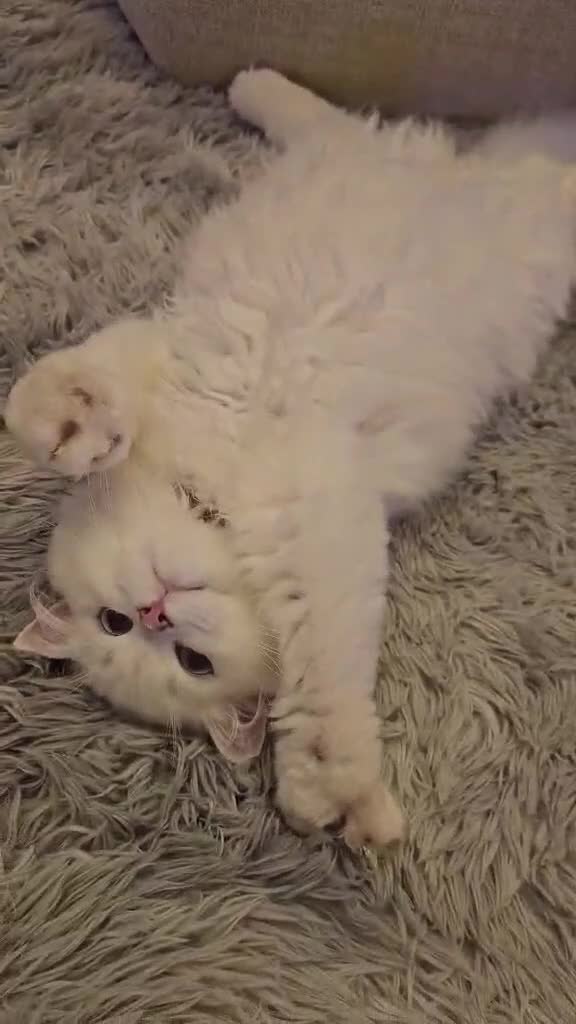 British Longhair cats for sale: British Longhair pedigree,champion parents - Video 5