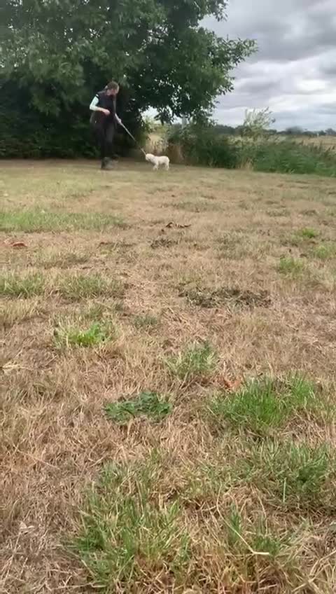 French Bulldog dogs for sale: Family Raised EA Pink English cross French Bulldog - Video 1