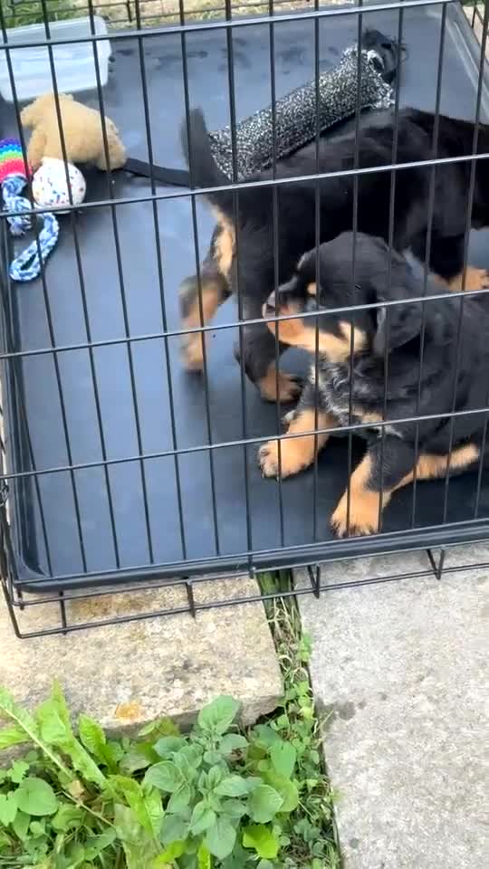 Rottweiler dogs for sale: Female Rottweiler pup for sale  - Video 5
