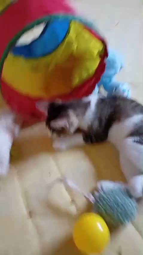 Mixed Breed dogs for adoption: 🐶🐱 BELLA & MINNIE - A BEAUTIFUL FRIENDSHIP  🐾❤️ - Video 2