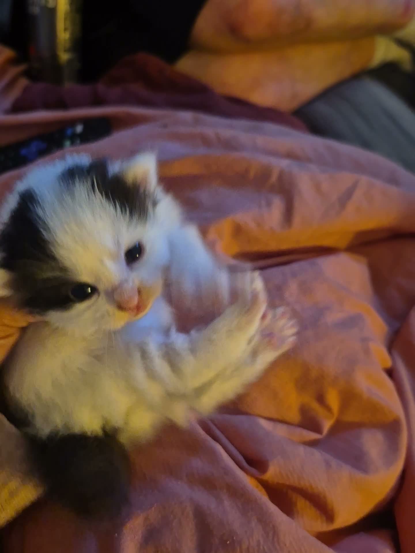 Mixed Breed cats for sale: Black and White Kitten - Ready for a New Home in Alton - Video 2