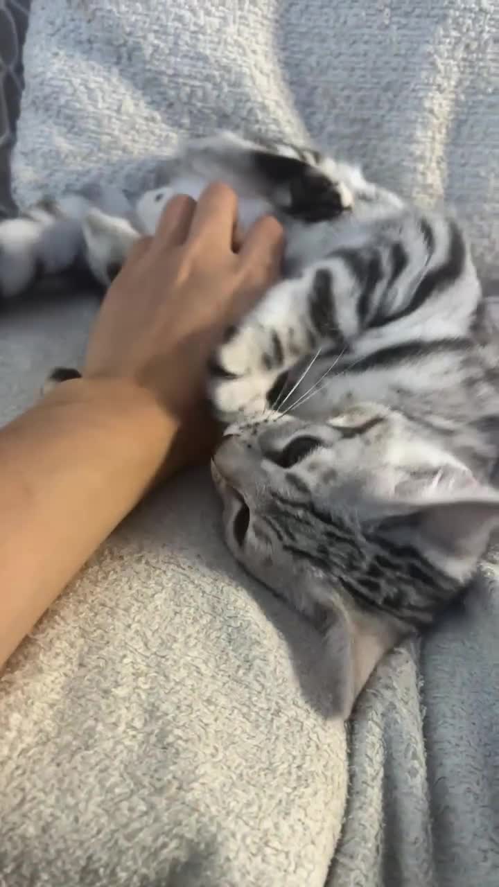 Bengal cats for sale: 🌟pedigree bengal kittens🌟 - Video 1