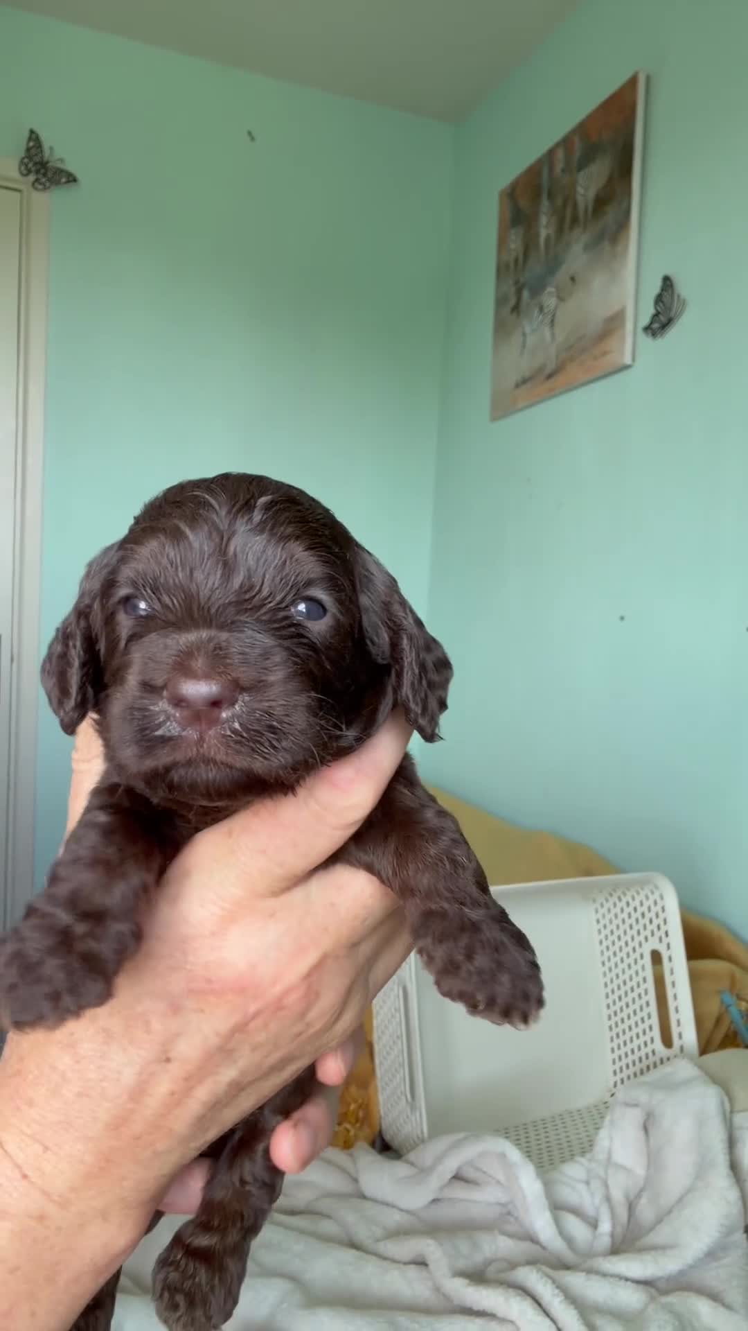 Cockapoo dogs for sale: Cockapoo Puppies in Totnes - Video 4
