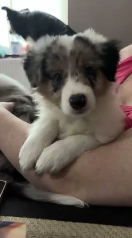 Border Collie dogs for sale: Beautiful litter of 7 Border Collies  - Video 2