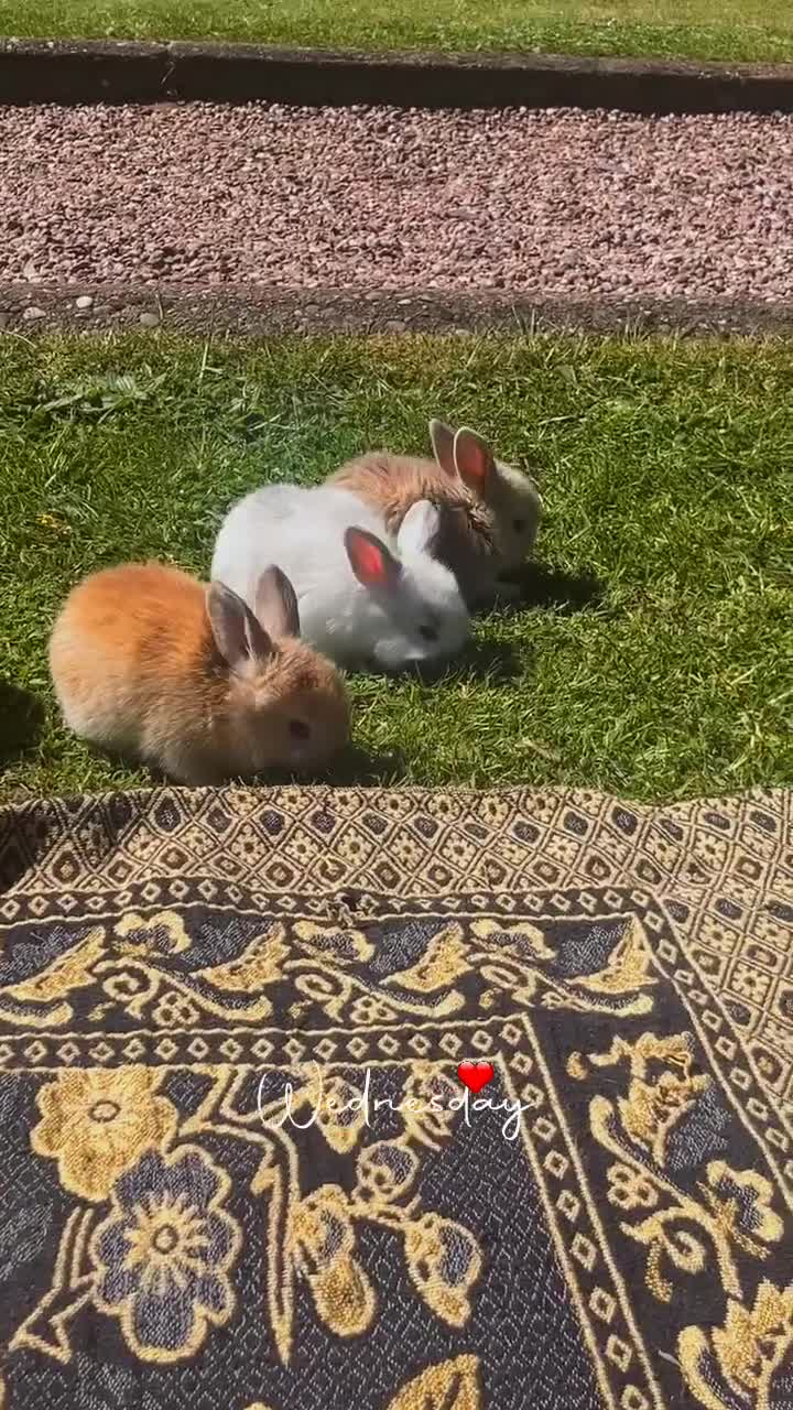 Mini Lop rabbits for sale: 🐰 ADORABLE MINI LOP BABY BUNNIES FOR SALE 🐰 in Whitchurch - Video 1