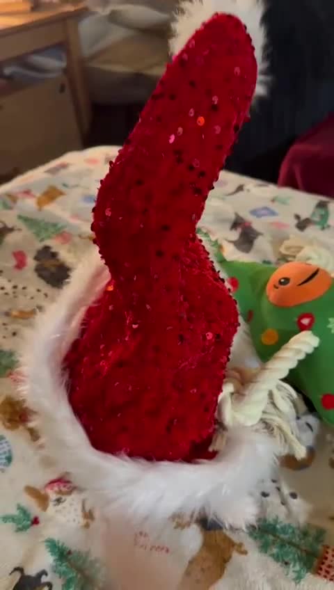 Shih Tzu dogs for sale: Adorable puppies  - Video 2