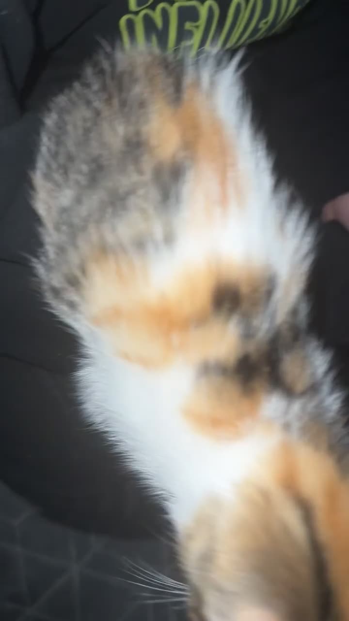 Mixed Breed cats for sale: 4 adorable kittens - Video 4