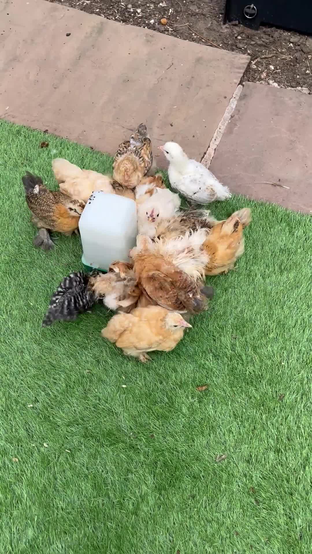 Chickens poultry for sale: Purebred bantam chicks - to point of lay birds - Video 1