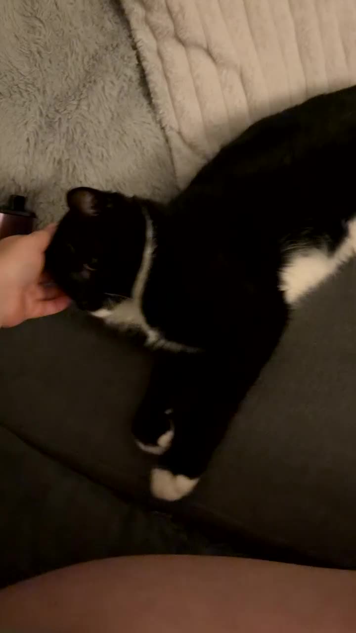 Domestic Shorthair cats for sale: Lovely Black & White Male Kitten - Video 2