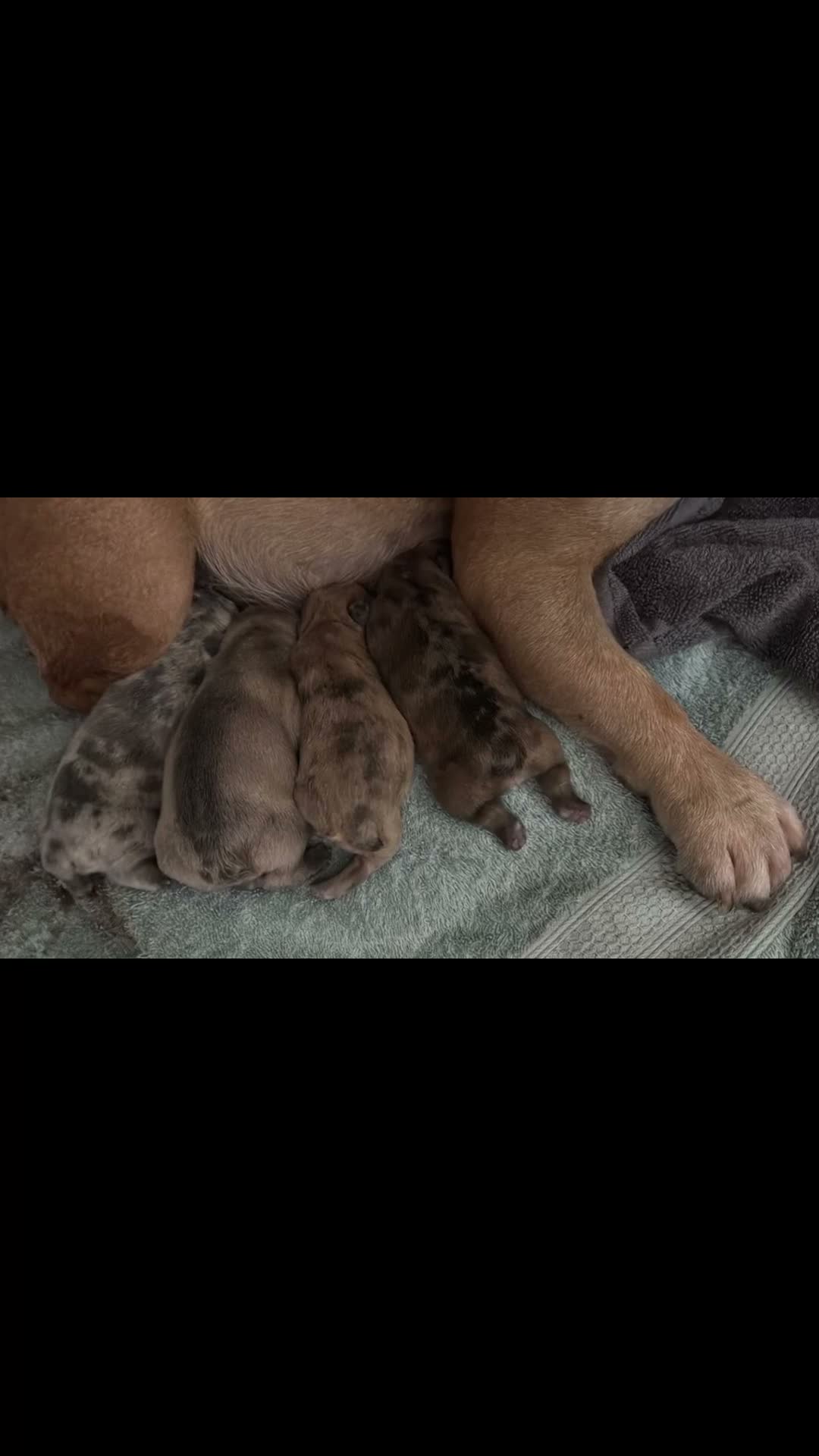 French Bulldog dogs for sale: ✨ STUNNING MERLE FRENCHIES | 5 BOYS & 1 GIRL 🫶🏻 in Derby - Video 1