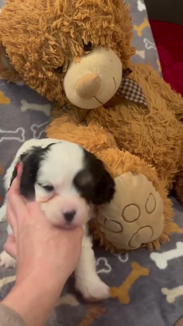 Cavapoo dogs for sale: Cavapoo babies Tri colour Heakth tested Parents  - Video 2