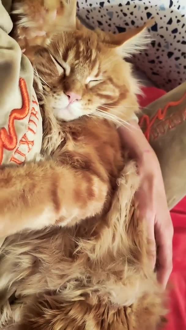 Maine Coon cats for stud: XXL Real Lion VITO 🦁 Massive Maine Coon in Hertford - Video 1