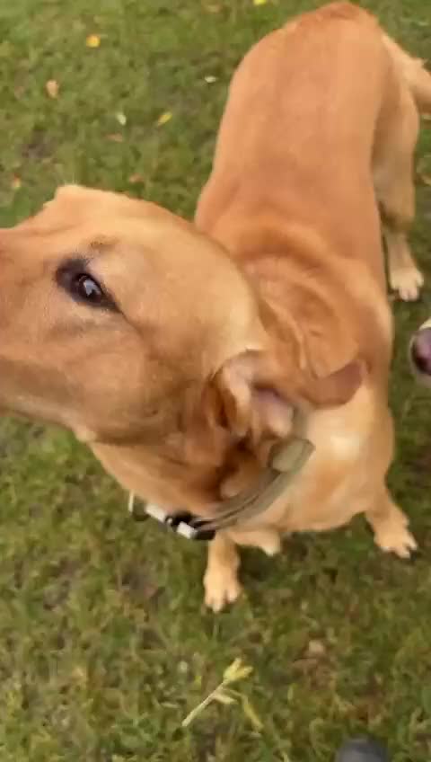 Labrador Retriever dogs for stud: Red fox kc reg lab for stud - Video 1