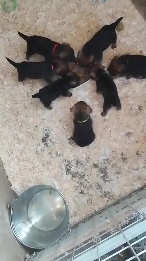 Border Terrier dogs for sale: Border terrier puppies for sale  - Video 1